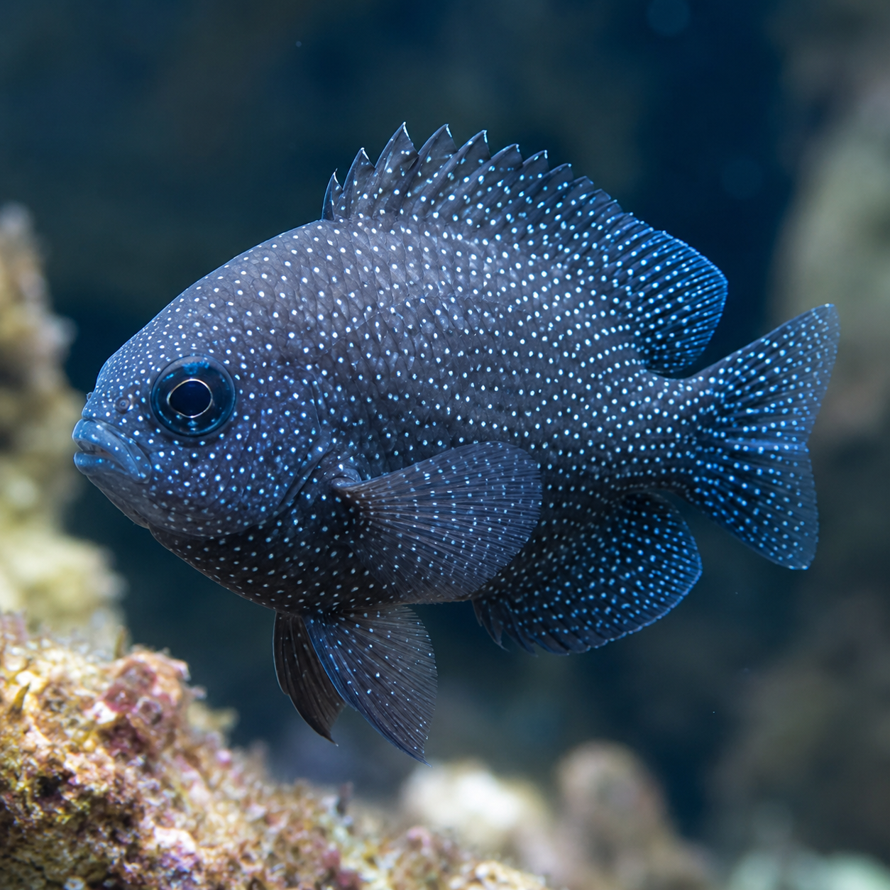 Amyloodinium ocellatum
